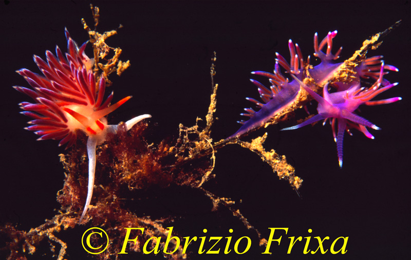 Cratena peregrina e Flabellina affinis